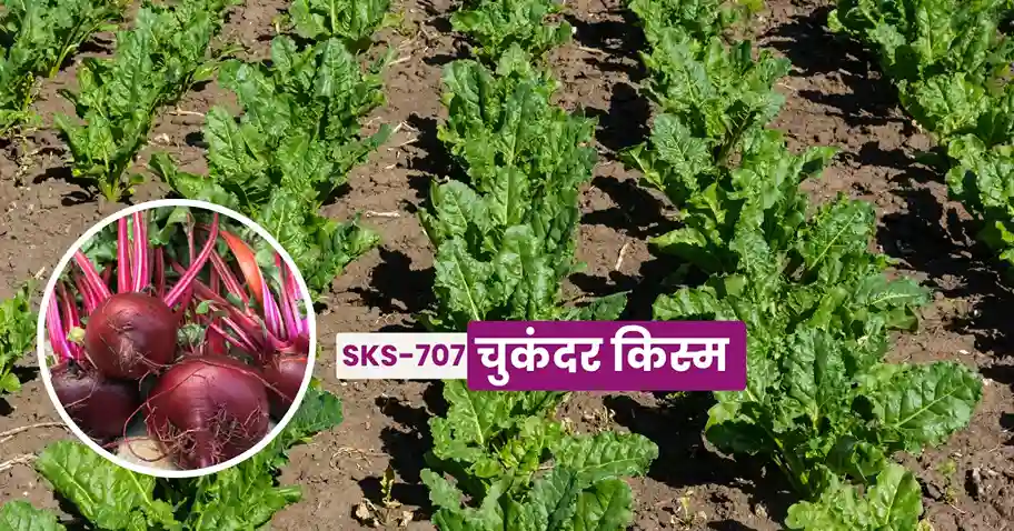 SKS-707 Sugar Beet