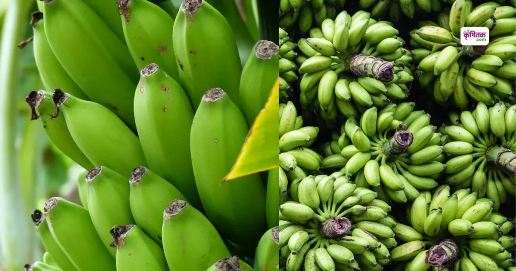 Sabji Wala Kela Kheti