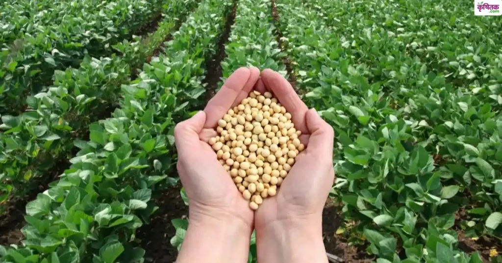 Sow this best variety of soybean in July it gives yield up to 30 quintals
