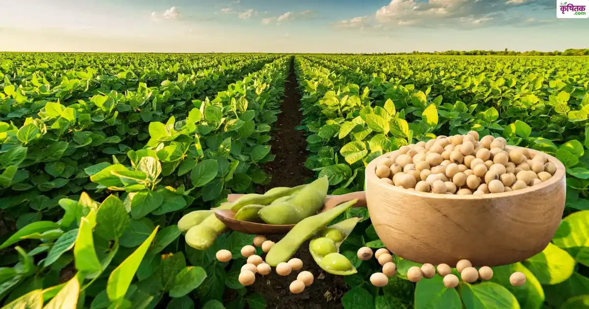 Soybean Sowing In MP-Maharashtra