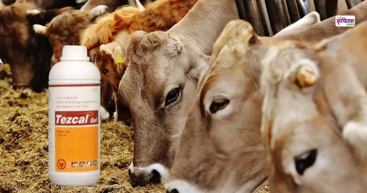 Tezcal Gel For Dairy Cows