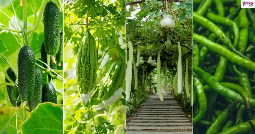 This is how to prepare a nursery for chilli, brinjal and pumpkin vegetables during rainy season