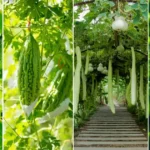 This is how to prepare a nursery for chilli, brinjal and pumpkin vegetables during rainy season