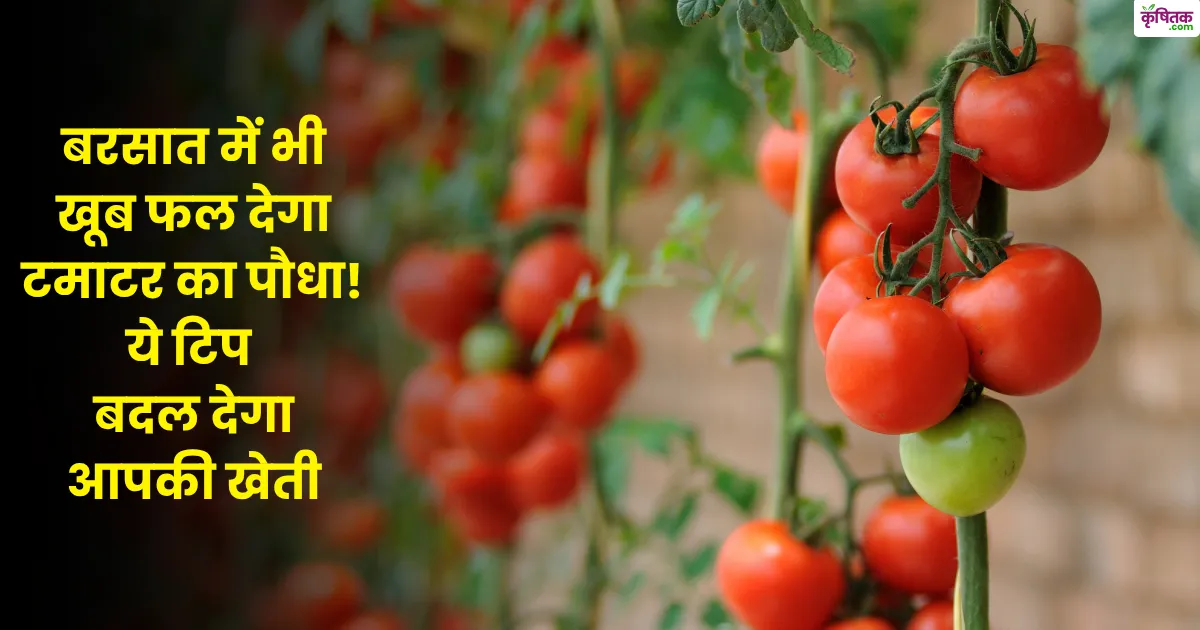Tips on tomato cultivation during monsoon season