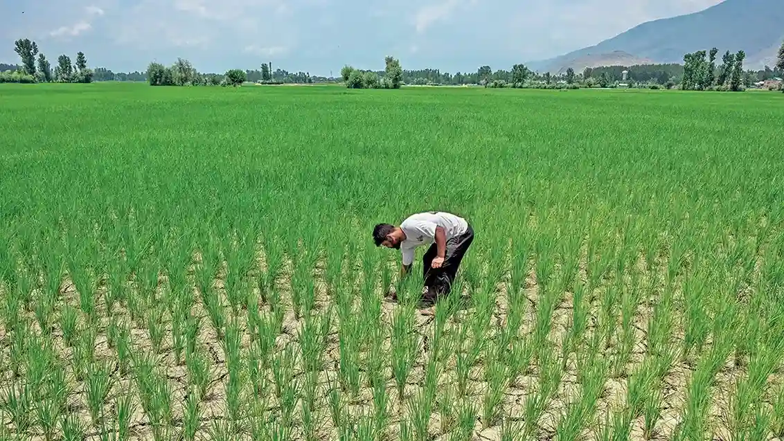 धान में फिजी वायरस