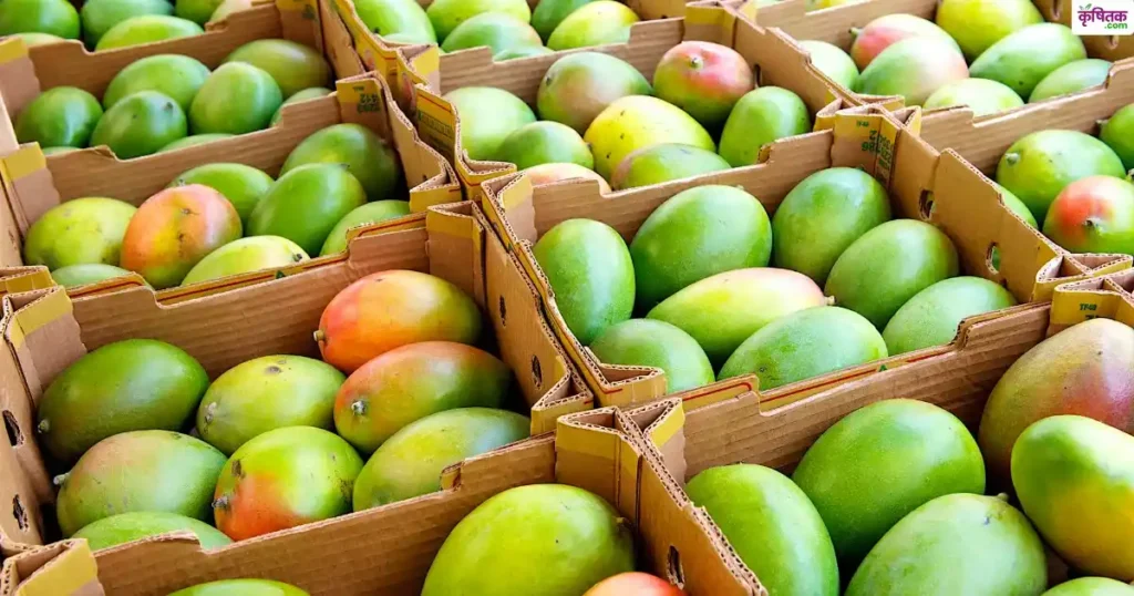 gujrat mango export