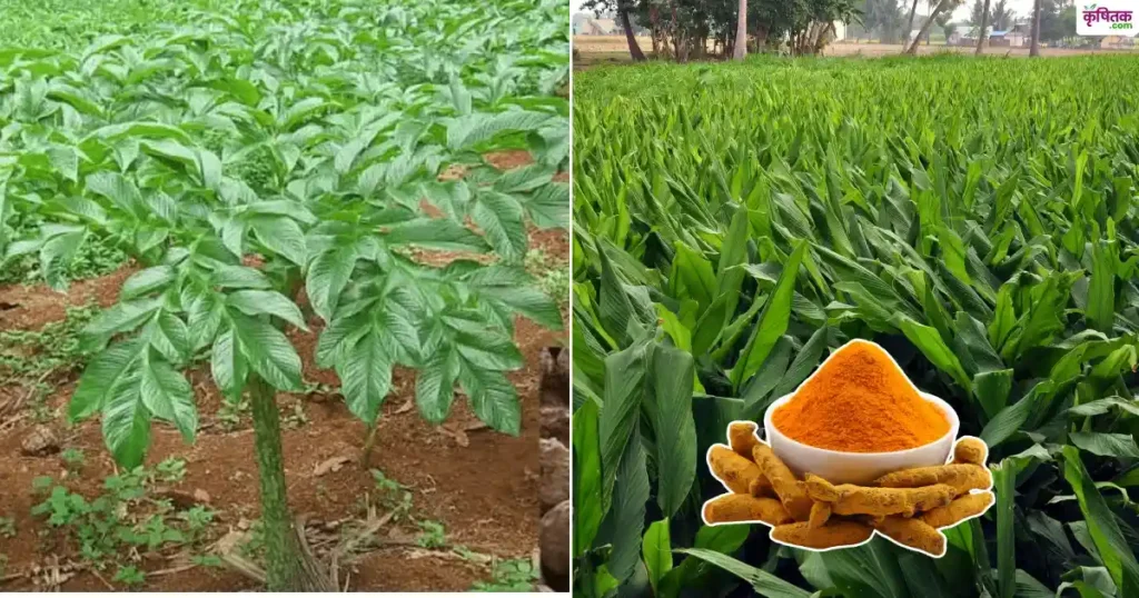 इन सब्जियों की खेती कर बिहार के किसान बना रहे लाखों, सरकार दे रही सब्सिडी