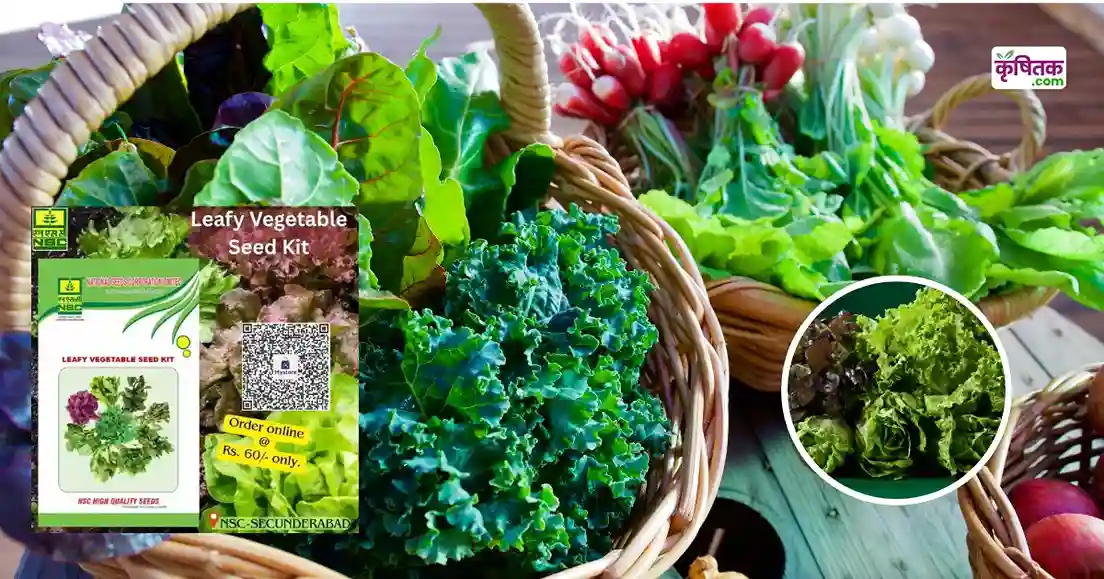 leafy Vegetable Gardening