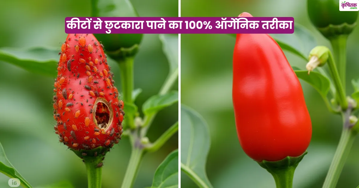 mirch ki fasal ko kinton se bachane ka desi upay