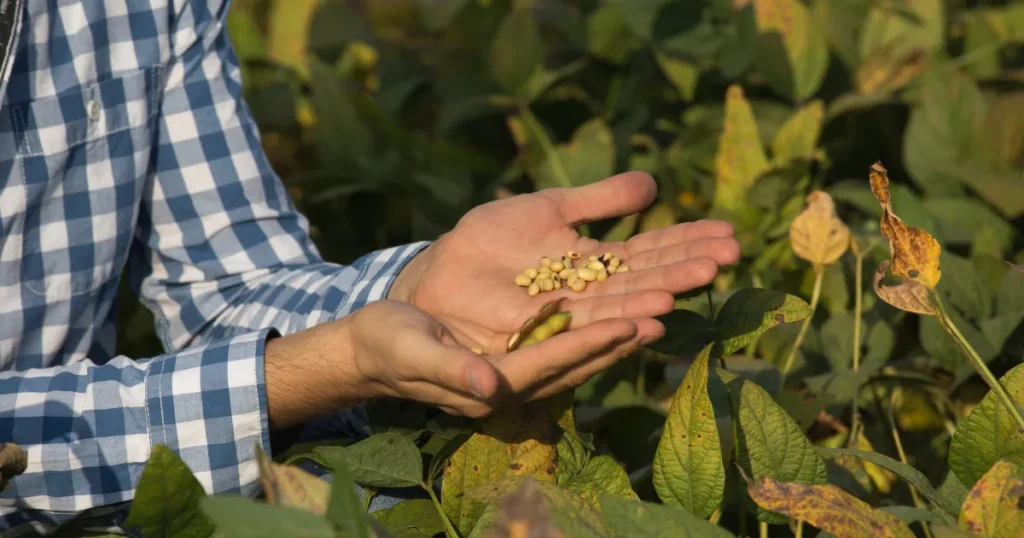 RVSM 1135 soybean variety