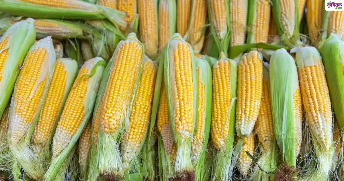 These hybrid maize seeds will make you a millionaire in one season