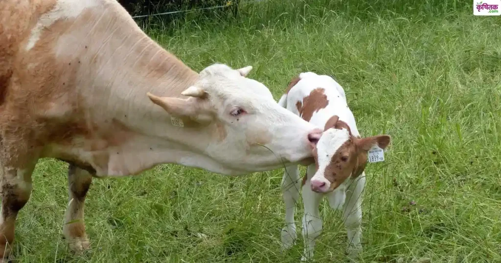 up-fmd-vaccination-ivf-cattle-yojana-2025