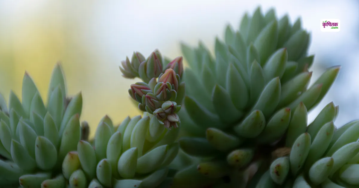 Donkey's Tail Ko Apne Garden Kiase lagaen