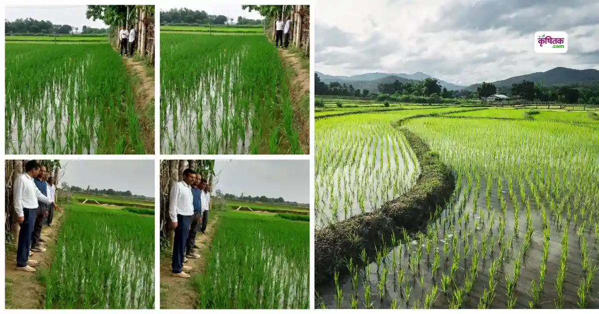 NFSM Scheme Paddy