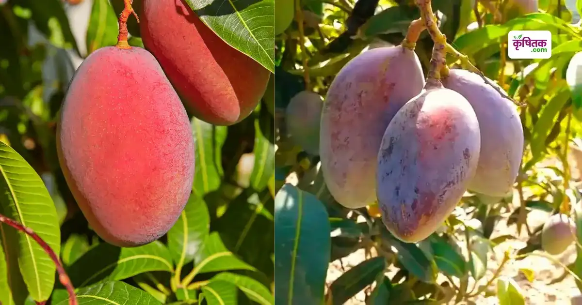 Sensation Mango Farming