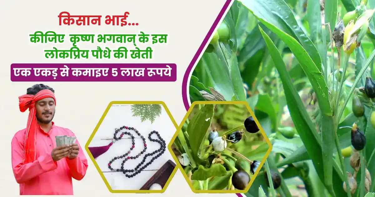 Vaijayanti Mala Ki Kheti Kaise Karein