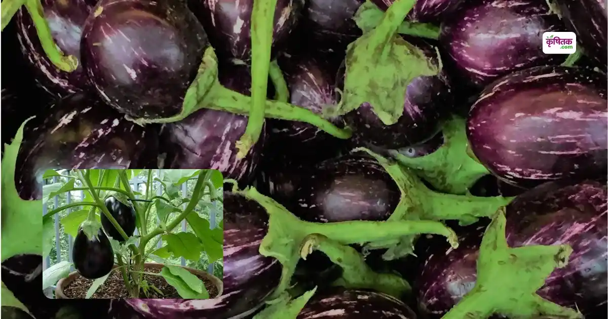 NSC CT-111 Brinjal