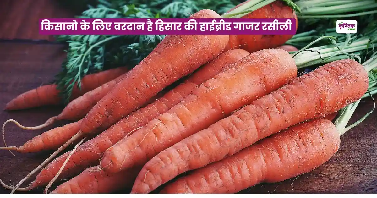 Hisar Rasili Carrot