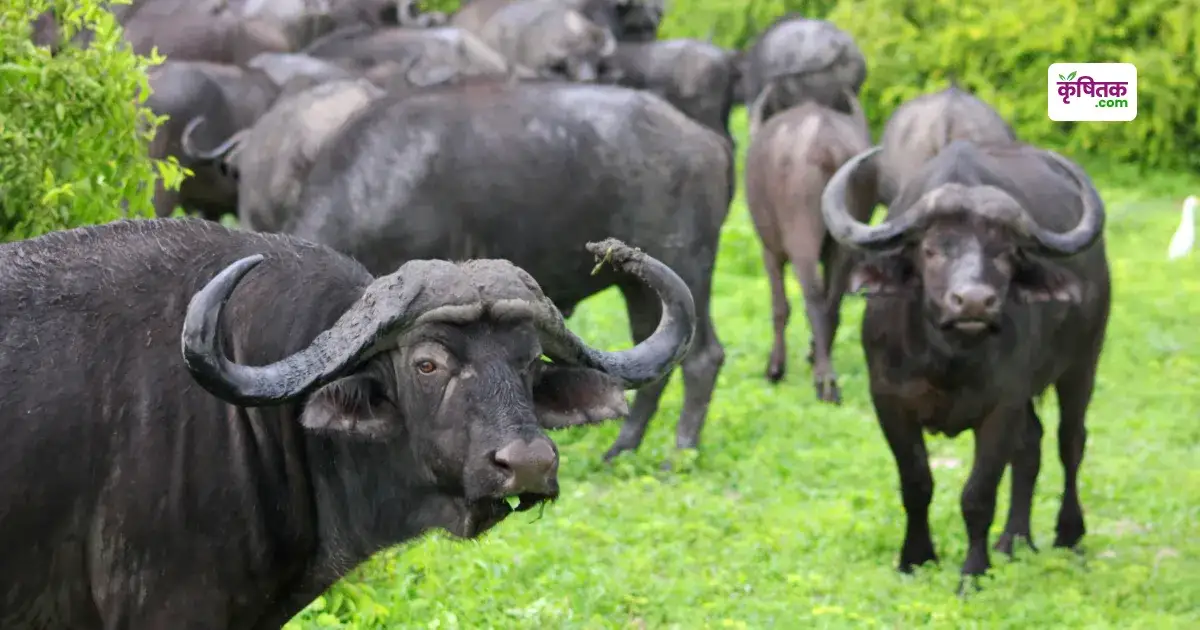 Banni Buffalo