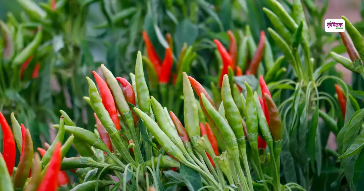 Royal Queen Mirchi farming
