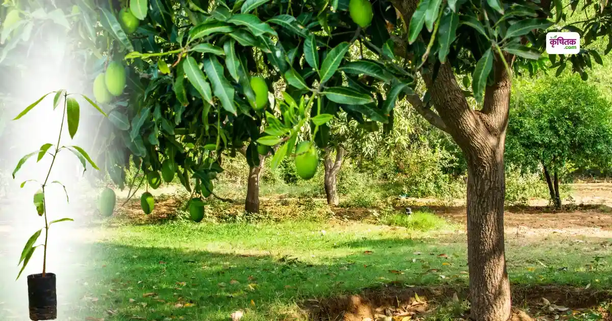 Mango Planting in July