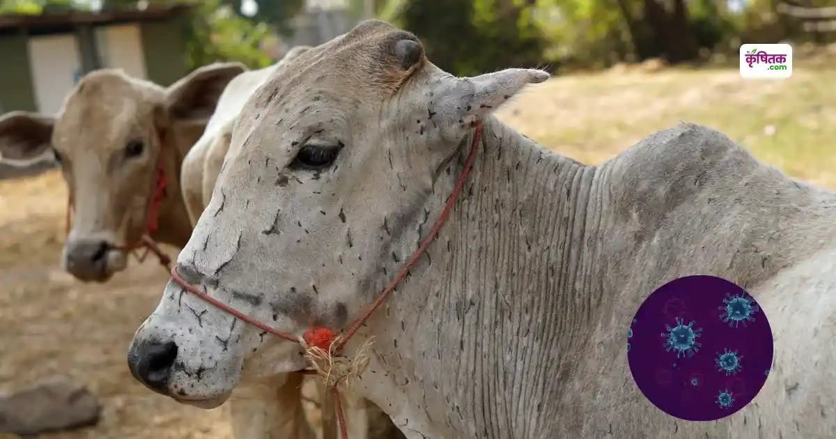 zoonotic rogon ke prakar lakshan bachav