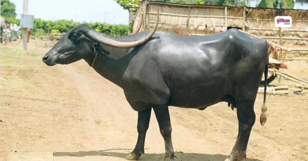 Pandharpuri Bhains Palan