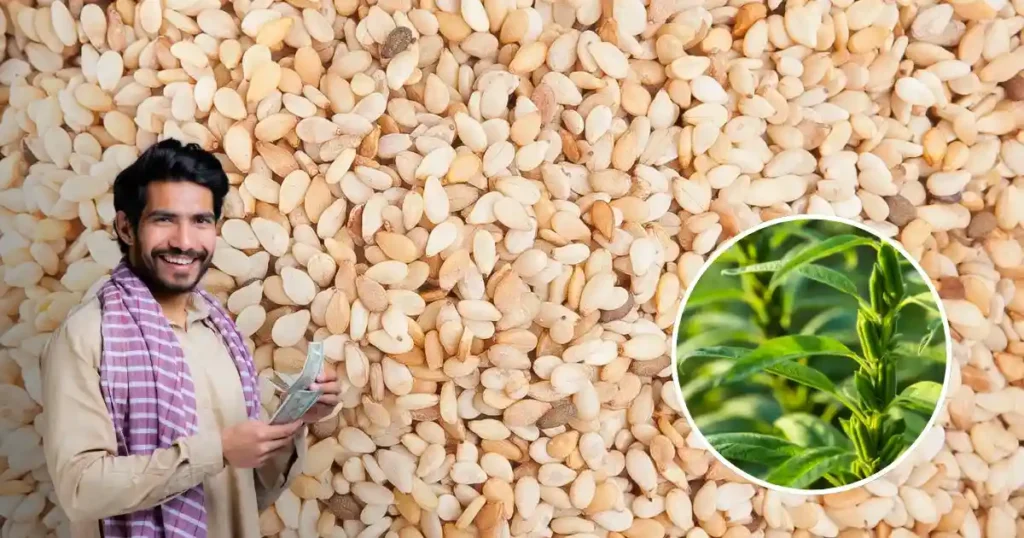 Til Ki Kheti