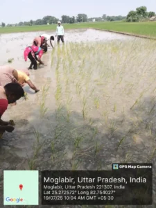 Dhaan line ropai method
