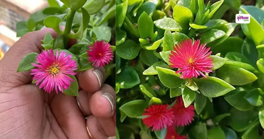 Baby Sunrose Flower Garden Mein Kaise Lagaye