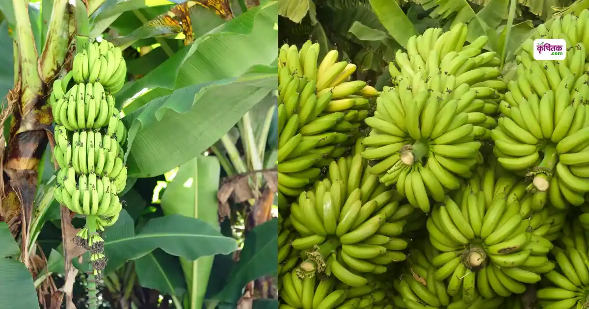 Tissue Culture Banana