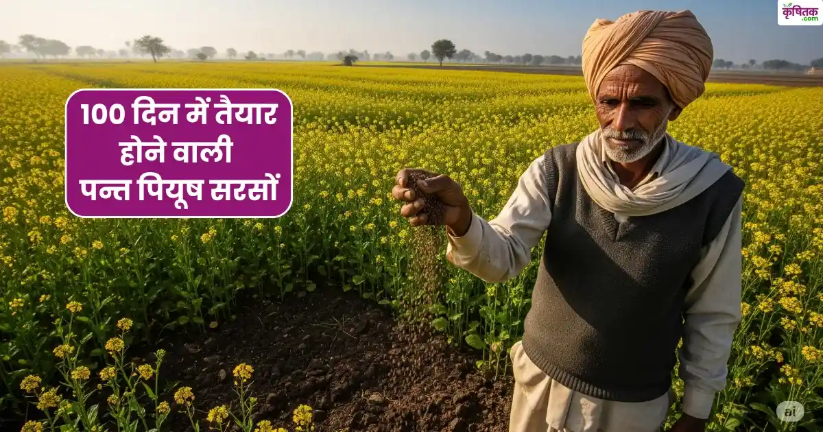 पन्त पियूष सरसों