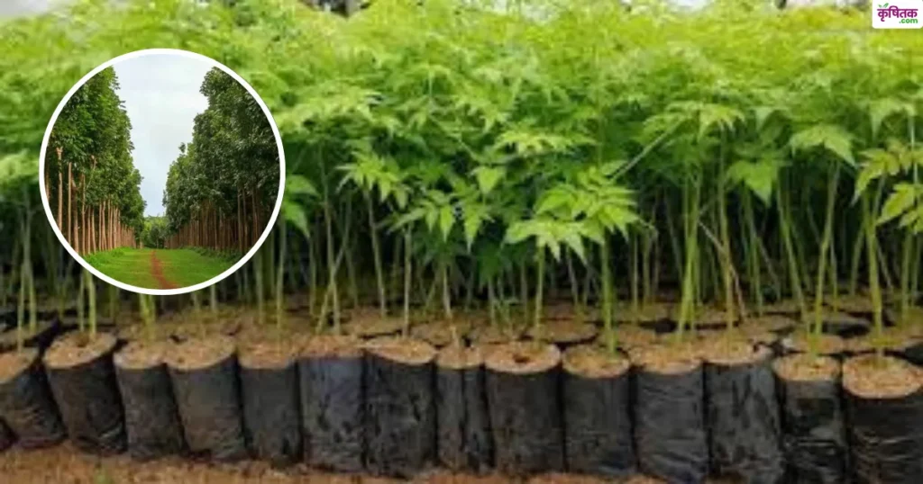 Earn millions from Malabar Neem Poplar and Mahogany plant them in August