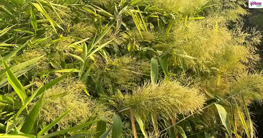 झाड़ू की खेती