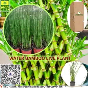 Water Bamboo Plant