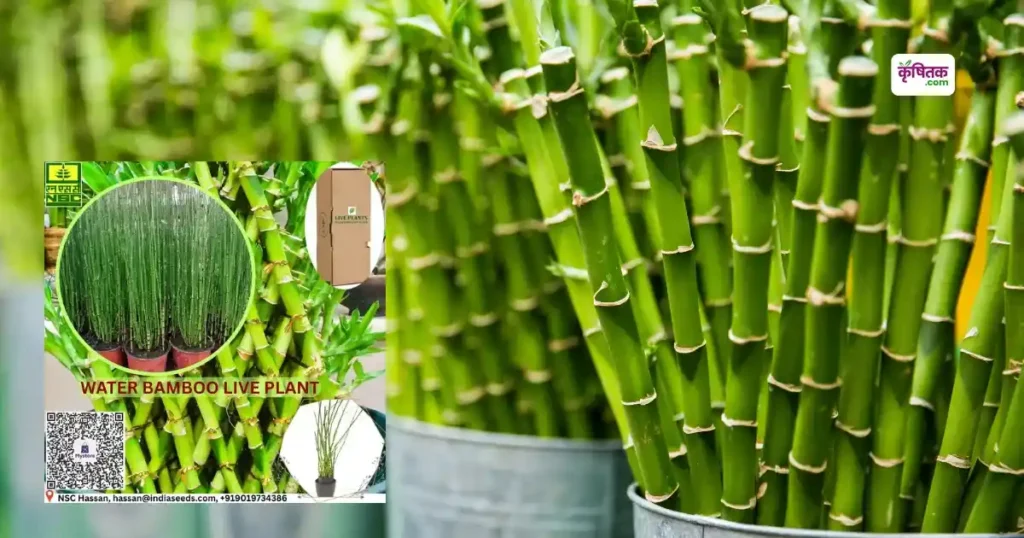 Water Bamboo Plant