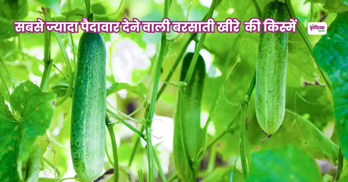 Rainy Season Cucumber Farming