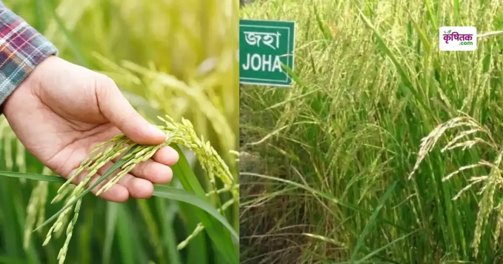 Joha rice farming