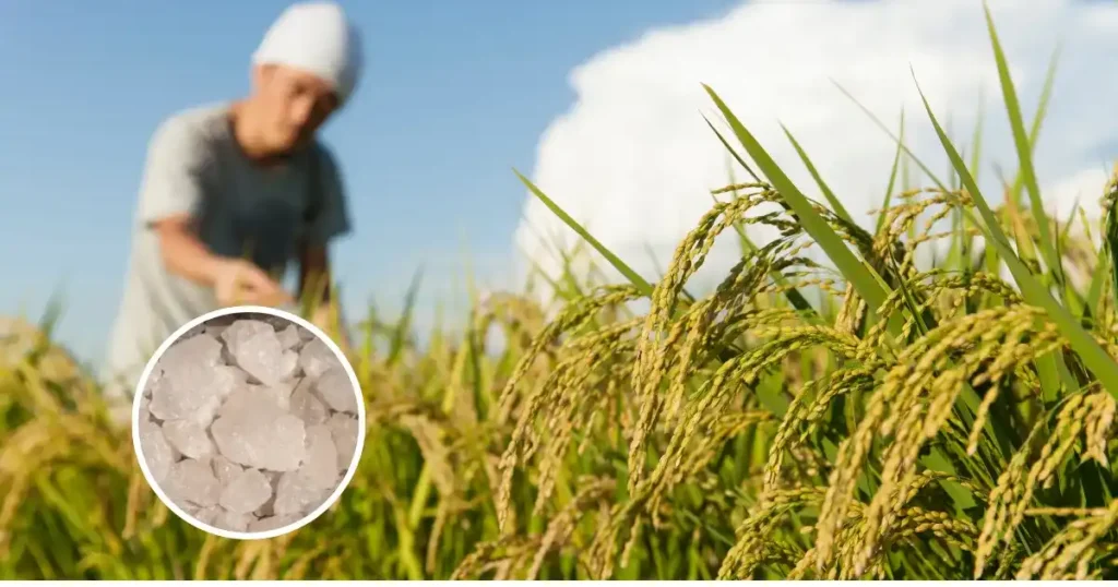 Alum use in paddy crop