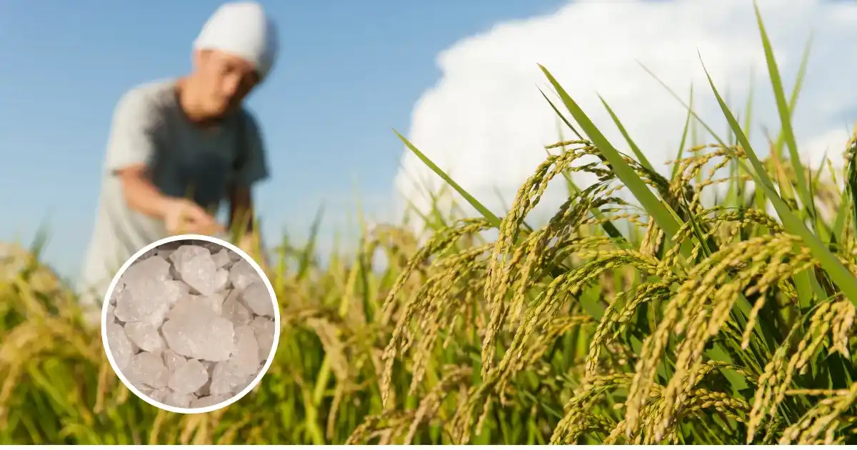 Alum use in paddy crop