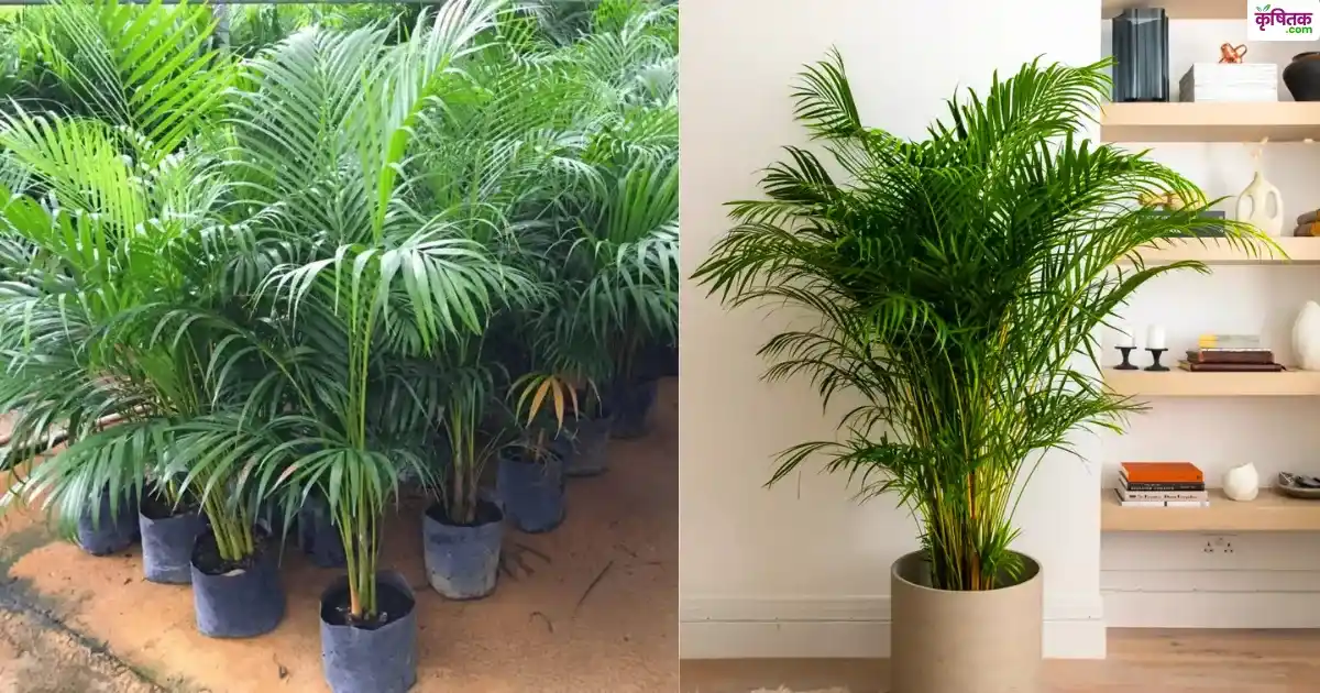 Areca Palm