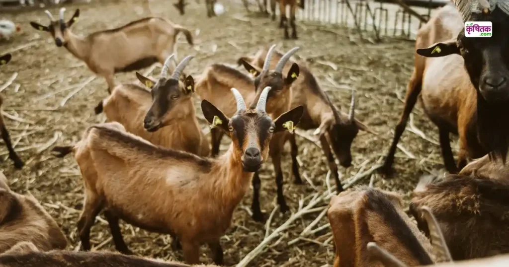Bakri Palan Ka Deshi Nuskha