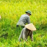 Benefits of Dhan Dhanya Krishi Yojana