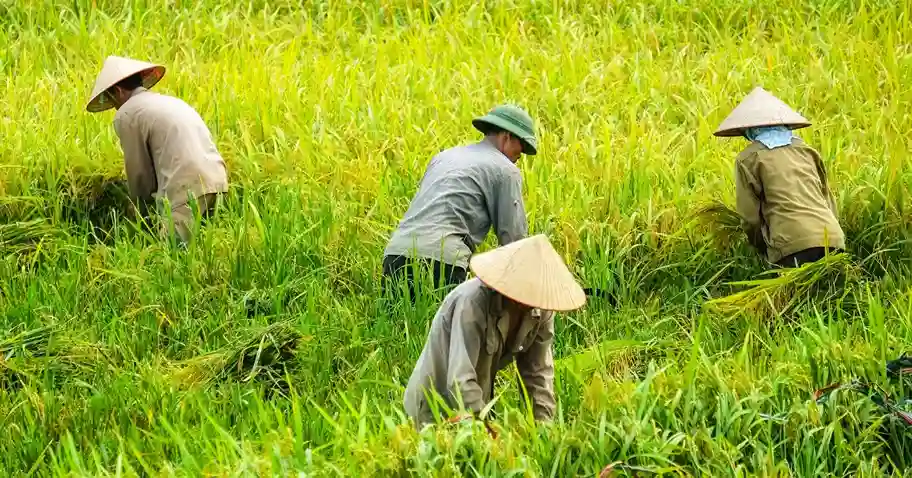Benefits of Dhan Dhanya Krishi Yojana