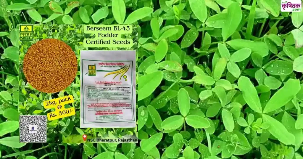 Berseem BL-43