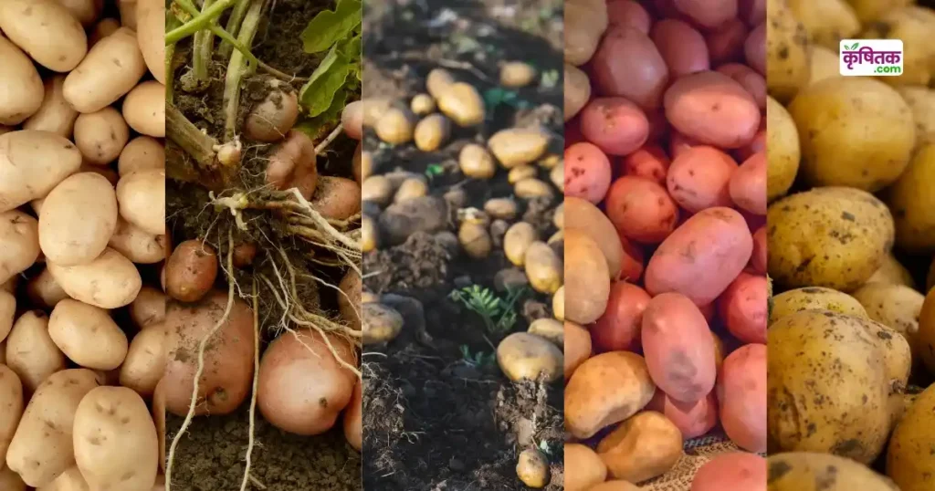Best potato varieties