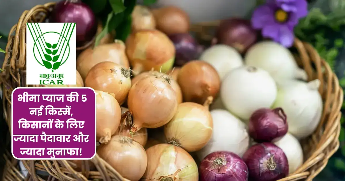 Bhima Onion Varieties