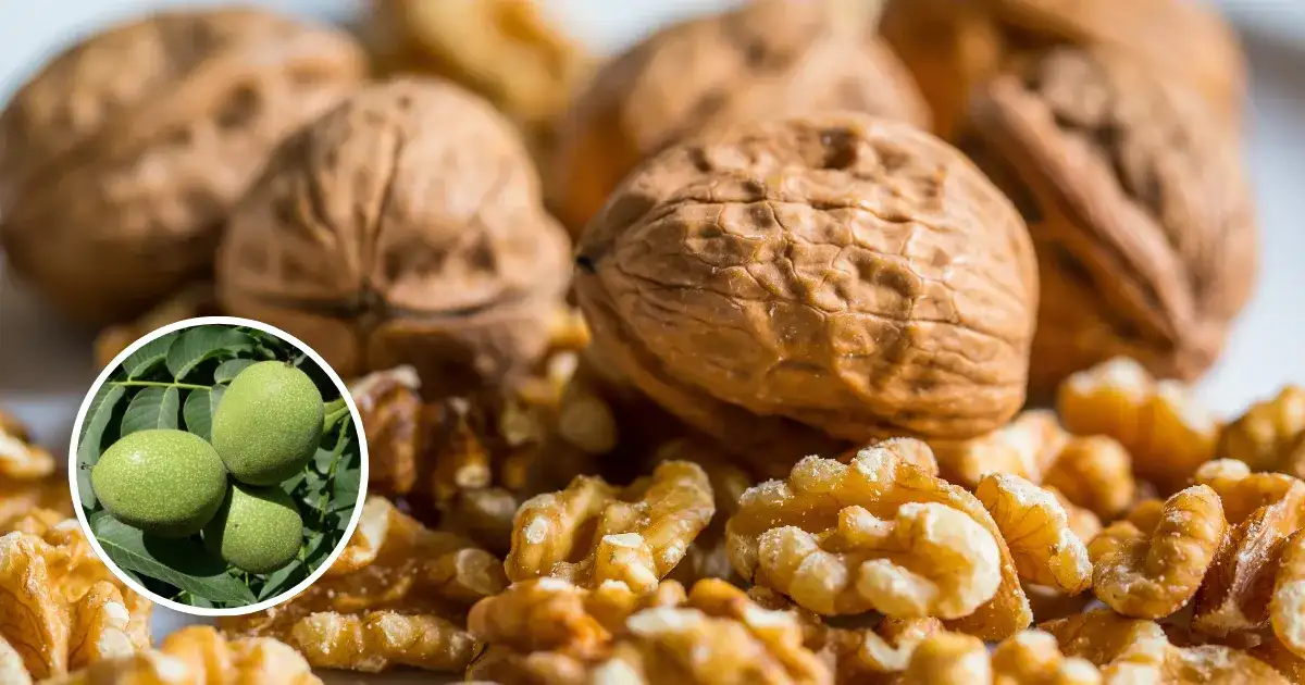 CITH Prolific walnut farming