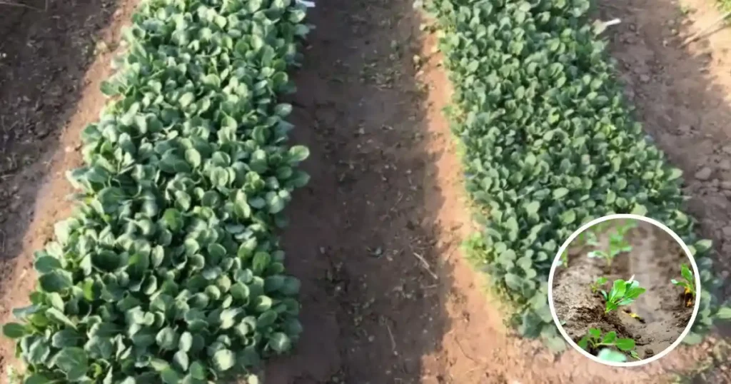 Cauliflower Nursery Preparation Tips