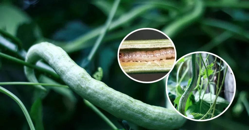 Chichinda Stem Root Pest Treatment